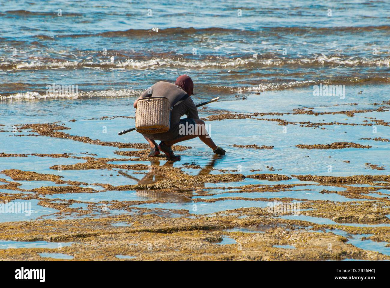 Clam digging hires stock photography and images Alamy