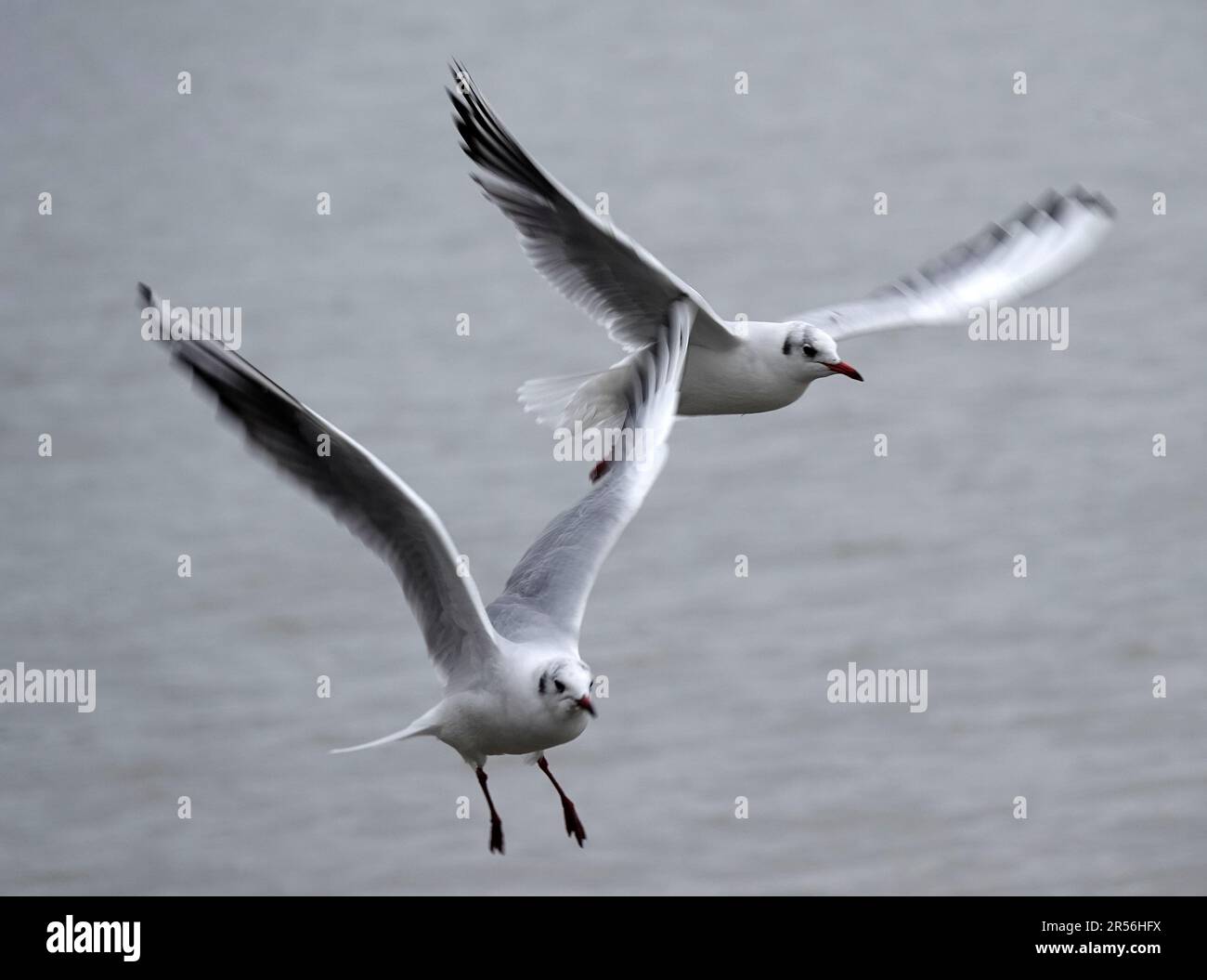 Two flying black-headed gulls in winter coat. Stock Photo