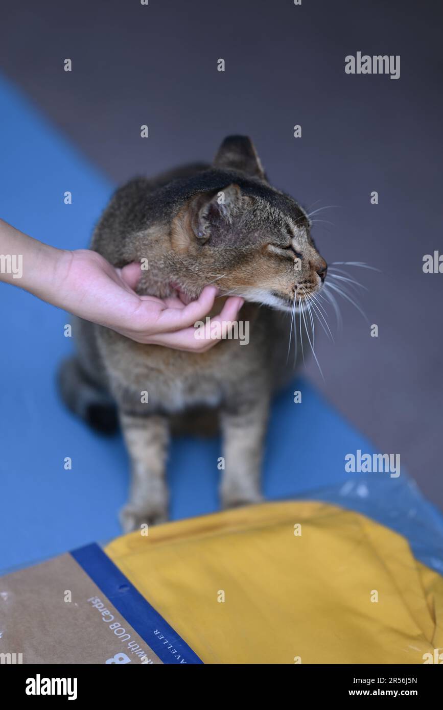 Singapore stray cats at housing area Stock Photo Alamy