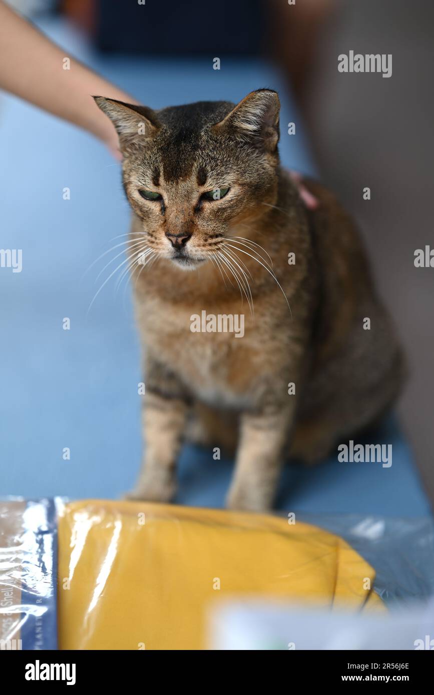 Singapore stray cats at housing area Stock Photo Alamy