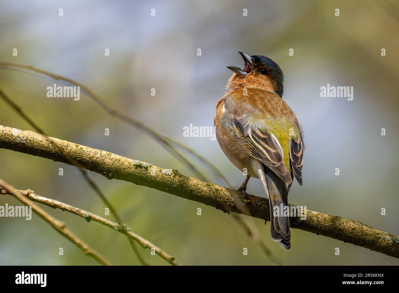 Common Chaffinch - Fringilla coelebs, beautiful colored perching bird from Old World forests, Zlin, Czech Republic. Stock Photo
