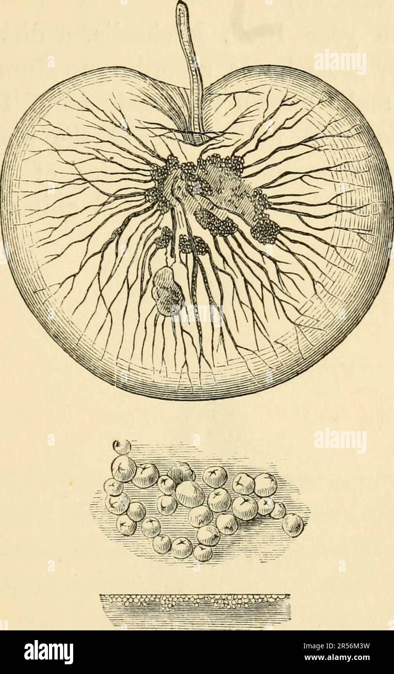 "Phosphorescence; or, The emission of light by minerals, plants, and animals" (1862) Stock Photo