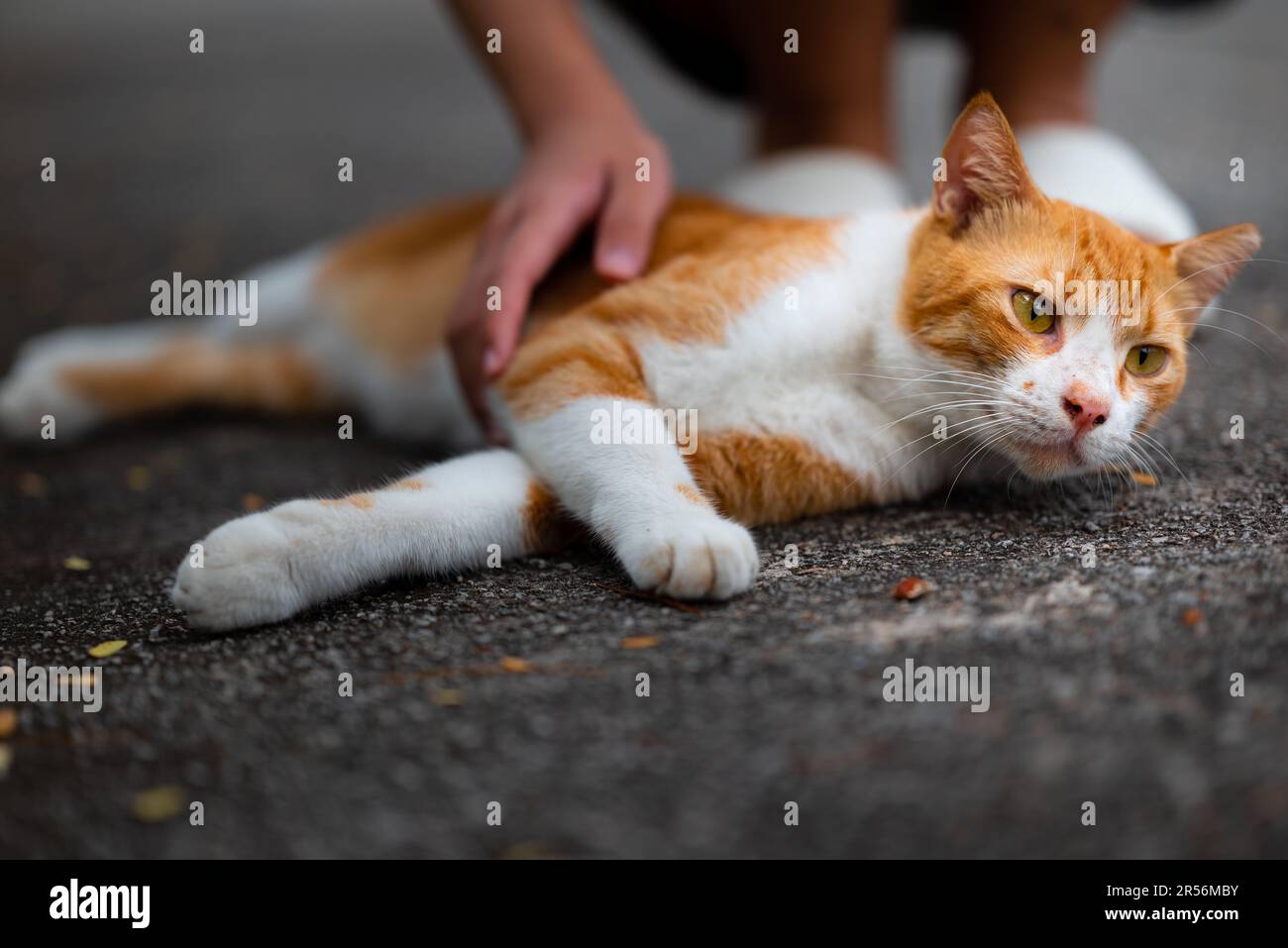 Singapore stray cats at housing area Stock Photo Alamy