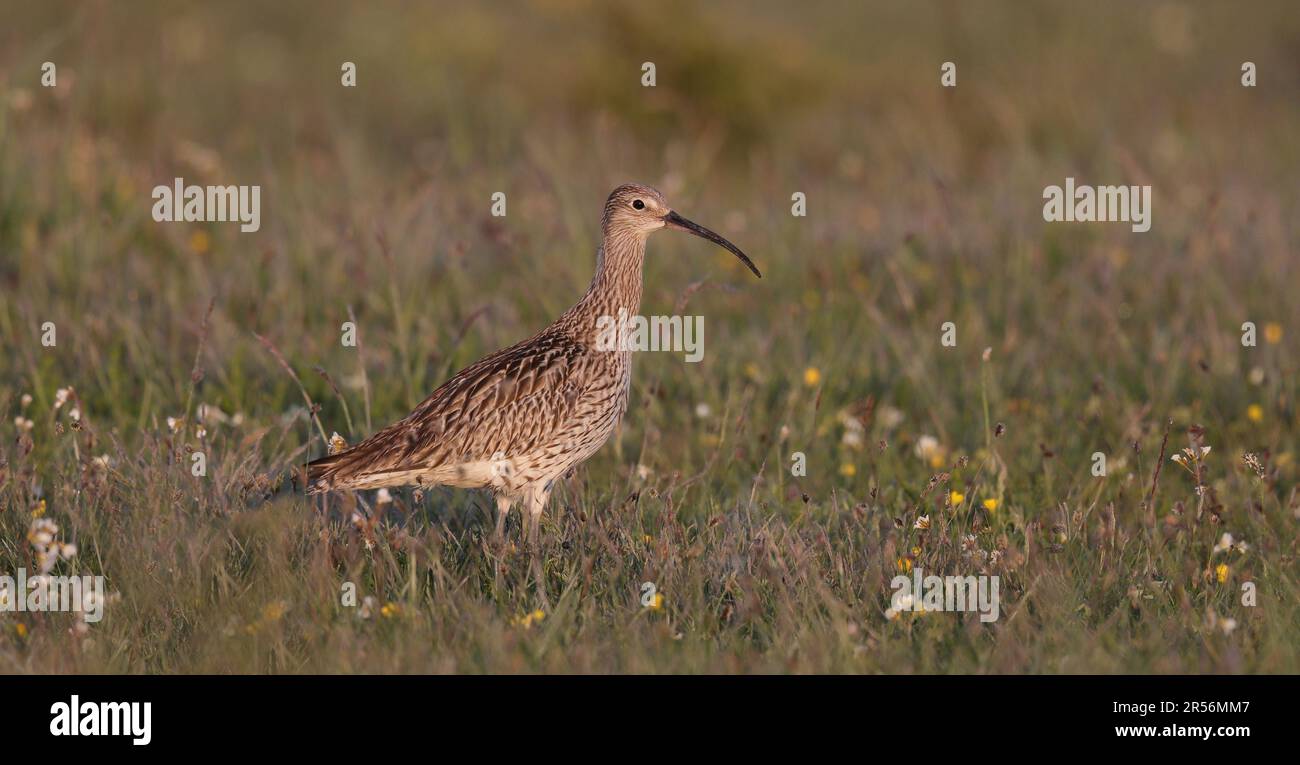 Eurasian curlew on field Stock Photo