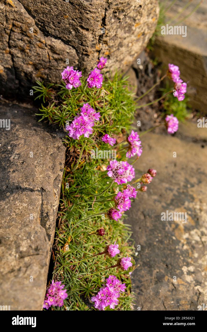 Armeria maritima, a.k.a. Sea Pink growing in the rocky habitat of the Giant's Causeway, Bushmills, County Antrim, Northern Ireland, UK. Stock Photo