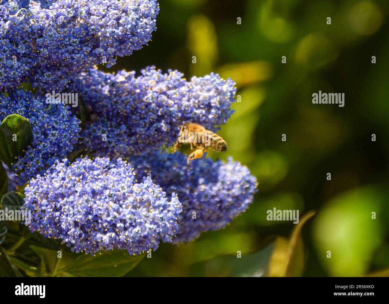 June 1, 2023, London, England, United Kingdom: A bee pollinates a Ceanothus Californian lilac Blue Mound shrub. (Credit Image: © Vuk Valcic/ZUMA Press Wire) EDITORIAL USAGE ONLY! Not for Commercial USAGE! Stock Photo