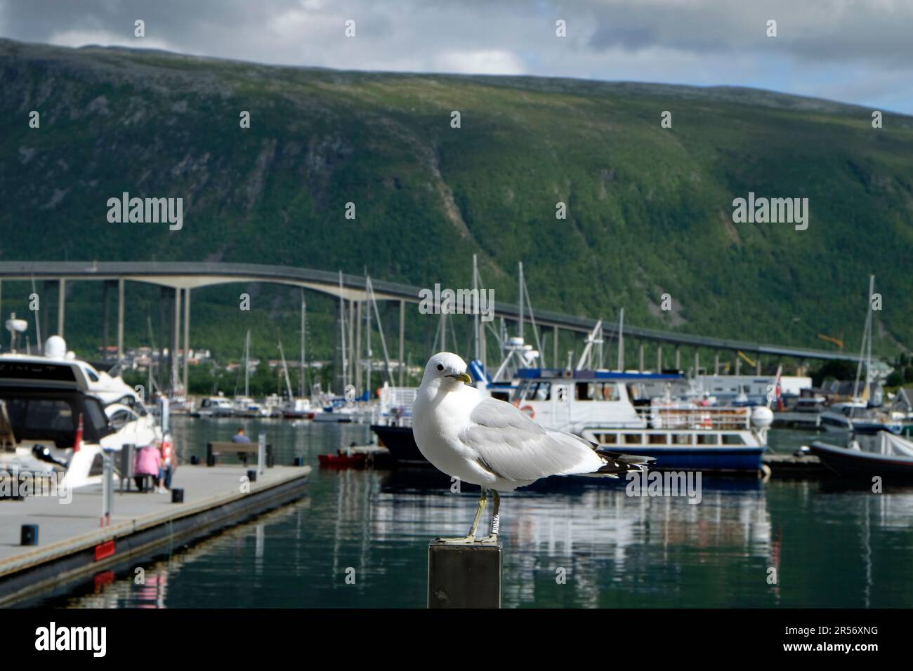Norway. Tromso. Seagull Stock Photo