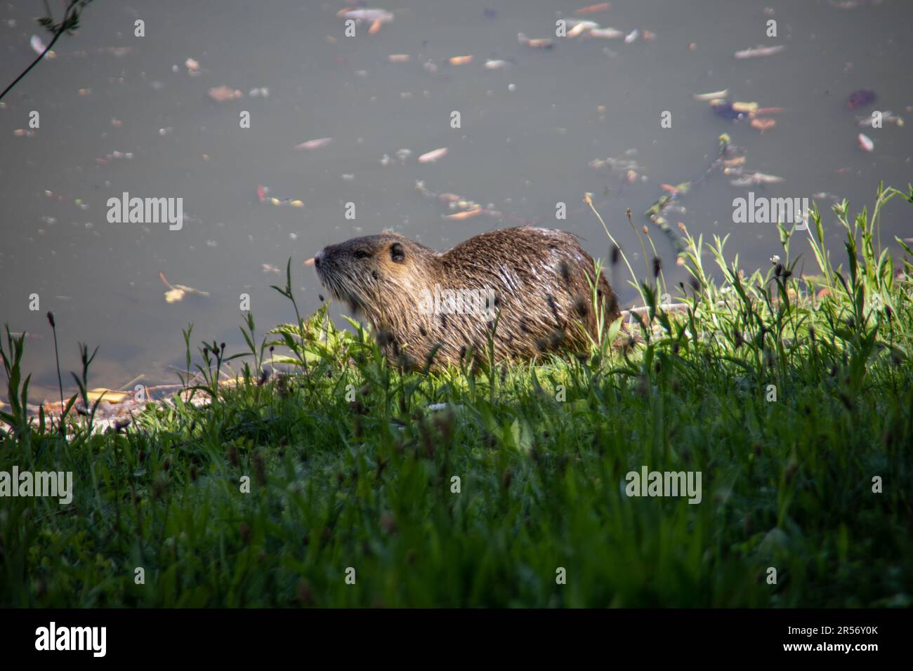 Nutria in the castle garden and moat gracht Stock Photo