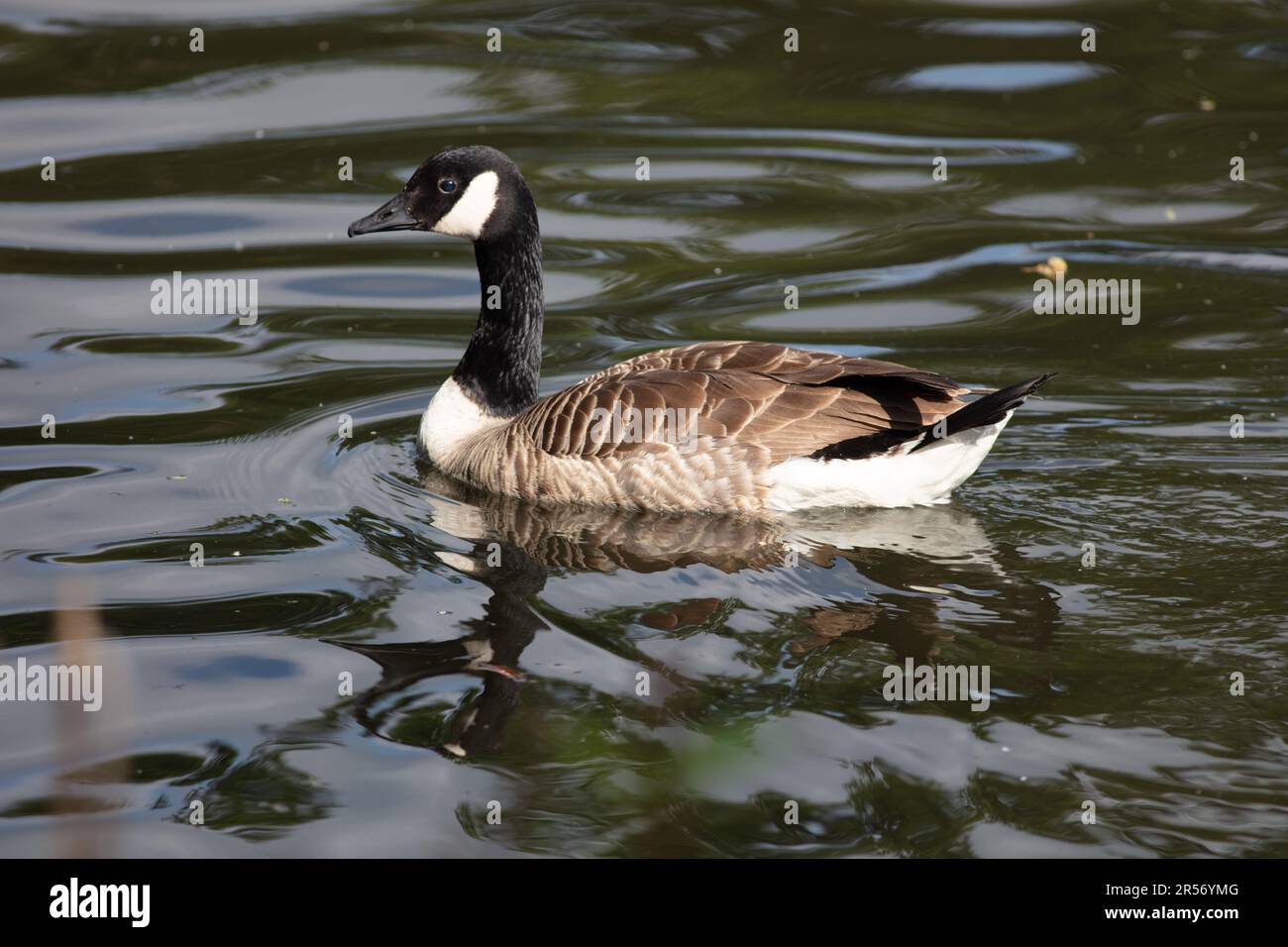 Canada Goose on Ewell Court Pond Stock Photo