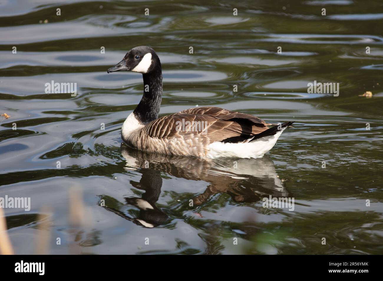 Canada Goose on Ewell Court Pond Stock Photo