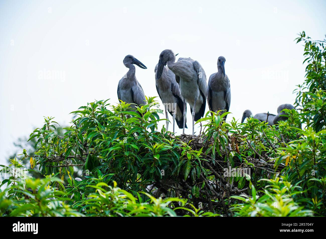 Asian openbill or Asian openbill storks at Ranganathittu birds sanctuary , Mandya, Karnataka both adults and chicks Stock Photo