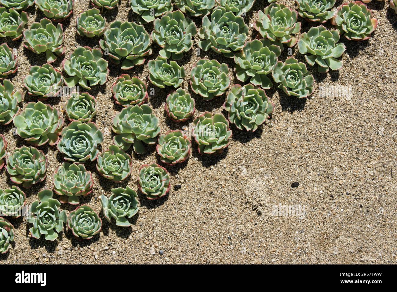 Decorative plants. Succulents in a sandy bed on a sunny day. Stock Photo