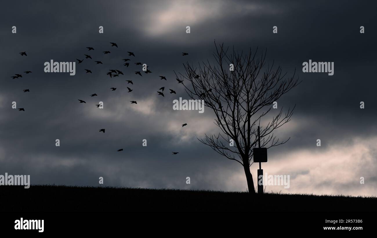 Birds flying out of a tree just before a storm Stock Photo Alamy
