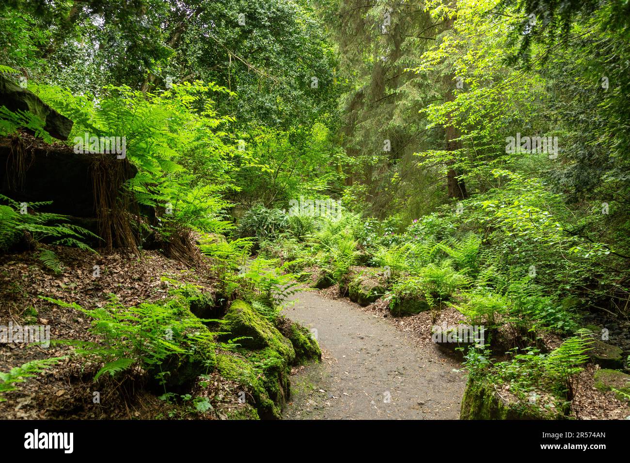 Lush Foliage Dunfermline Glen, Pittencrieff park ,Dunfermline, Fife, Scotland Stock Photo