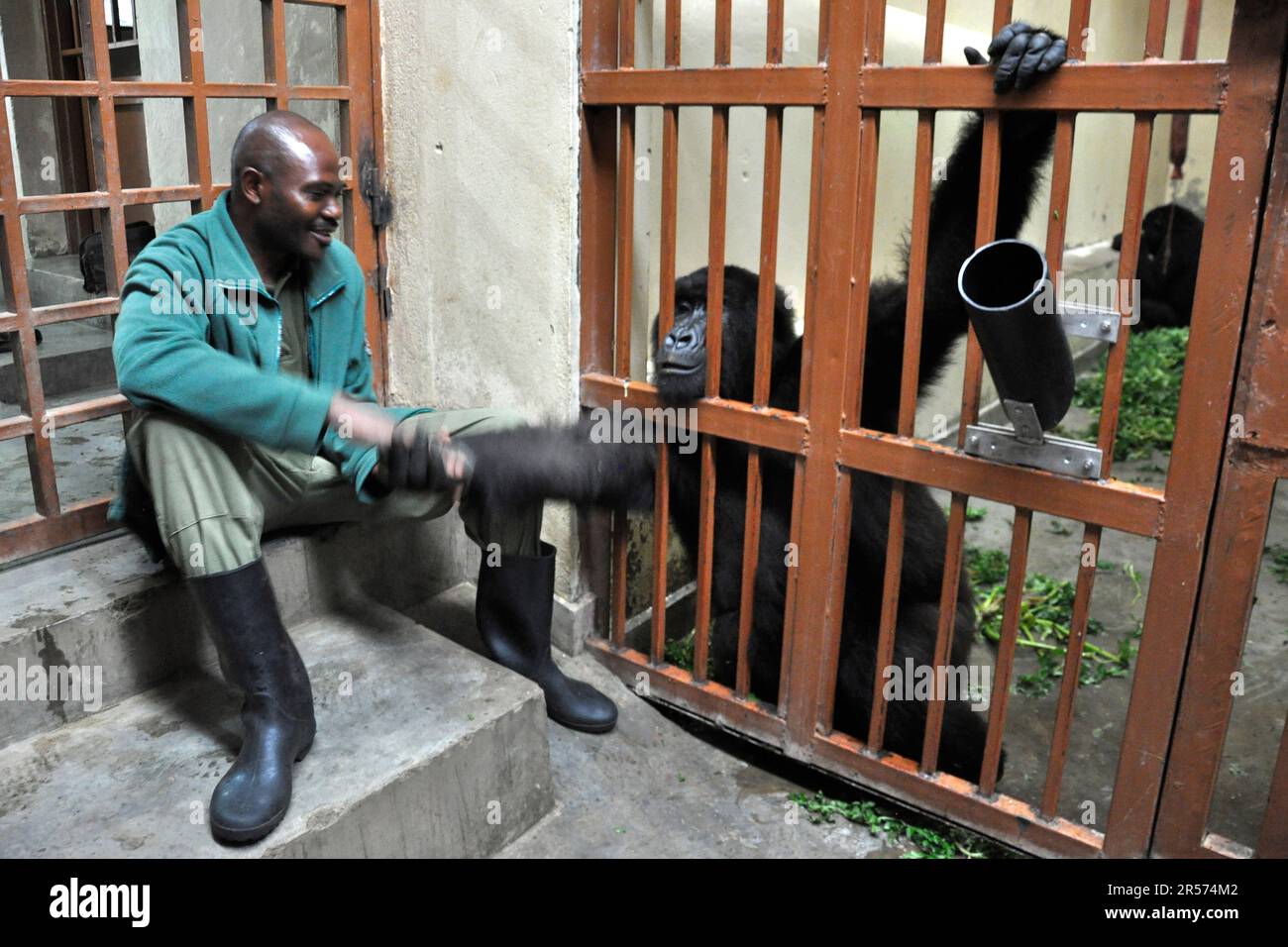 Congo. Gorilla Stock Photo