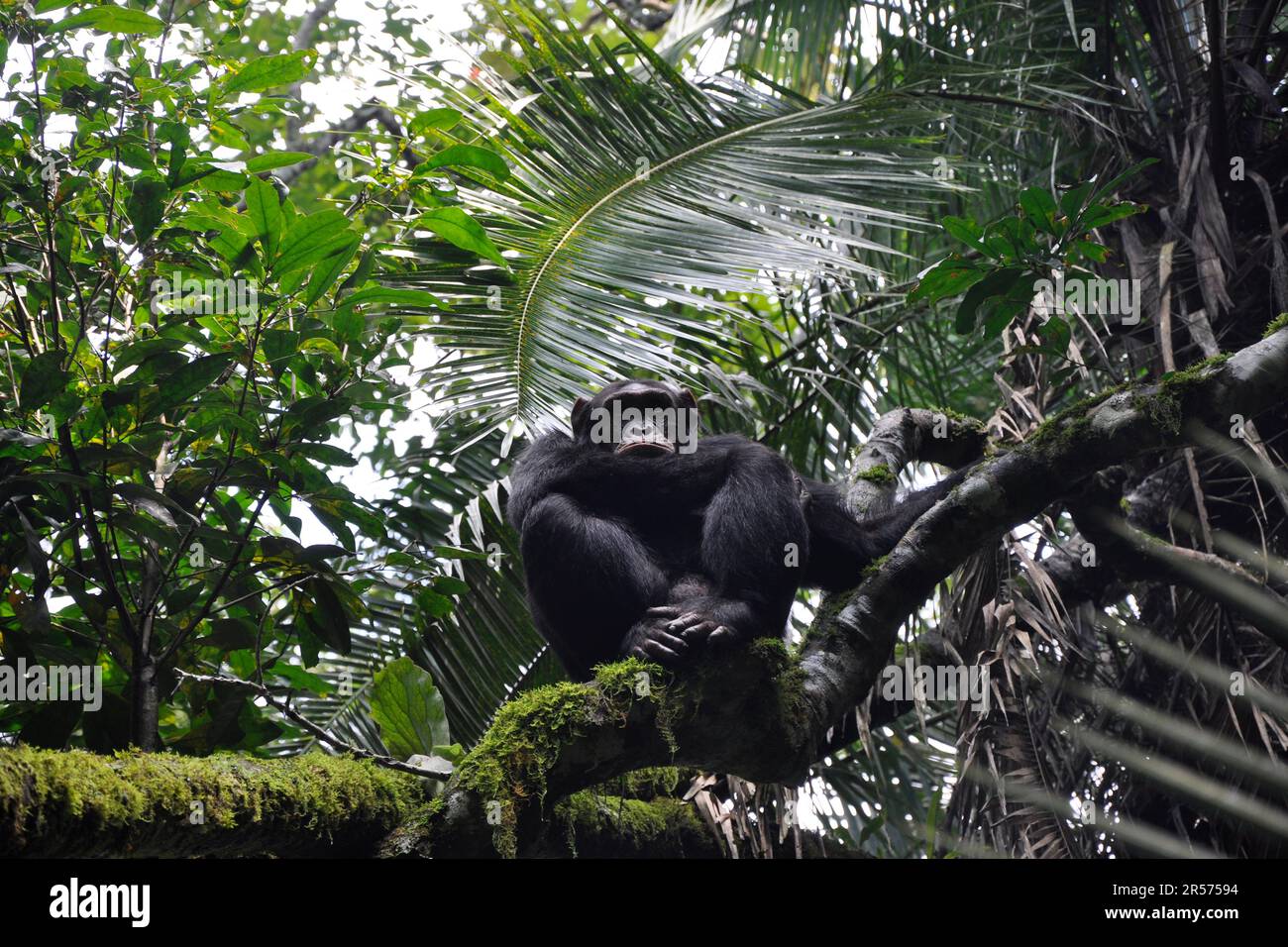 Uganda. kibale national park Stock Photo