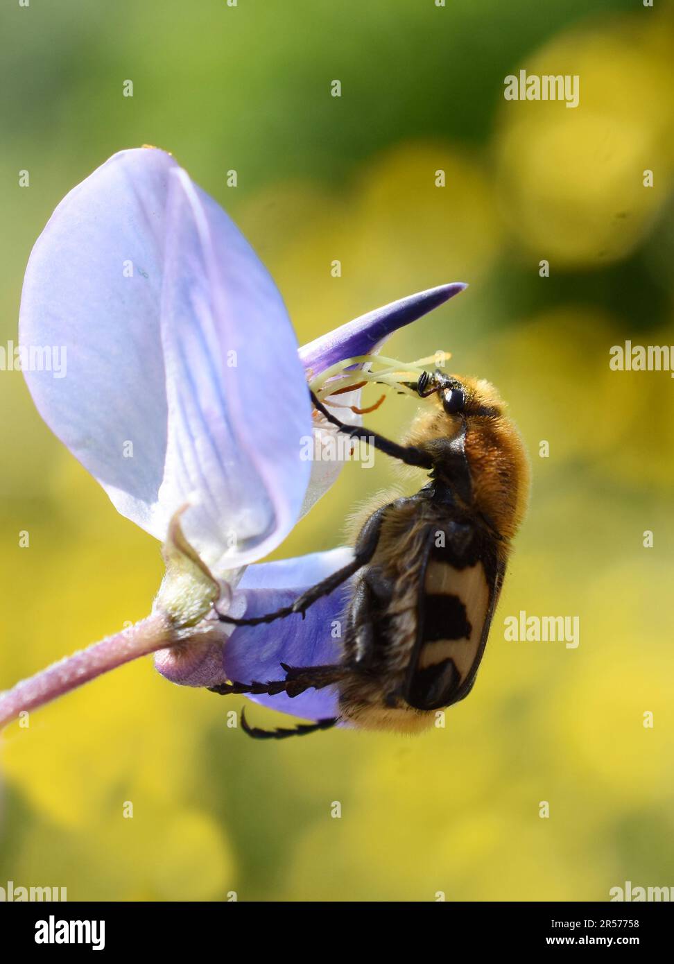 Bee beetle Trichius fasciatus mimicry eating pollen in a blue flower