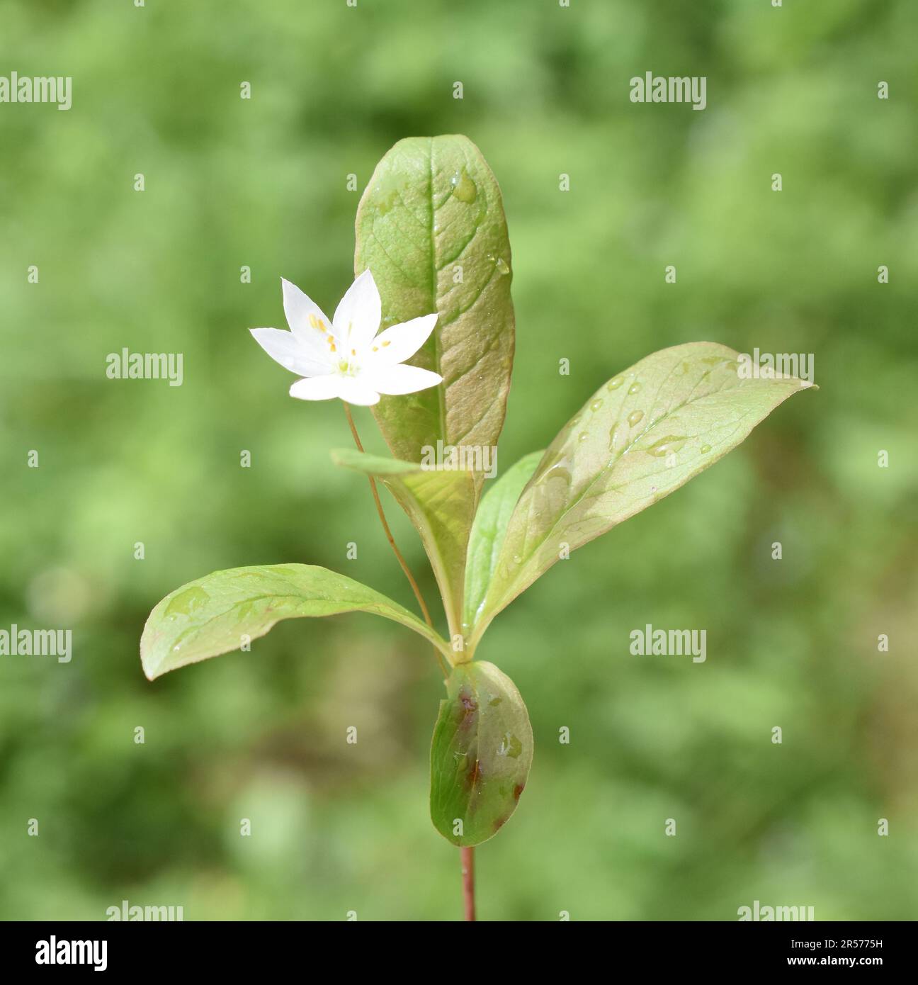 Flowering Arctic starflower Trientalis europaea Stock Photo