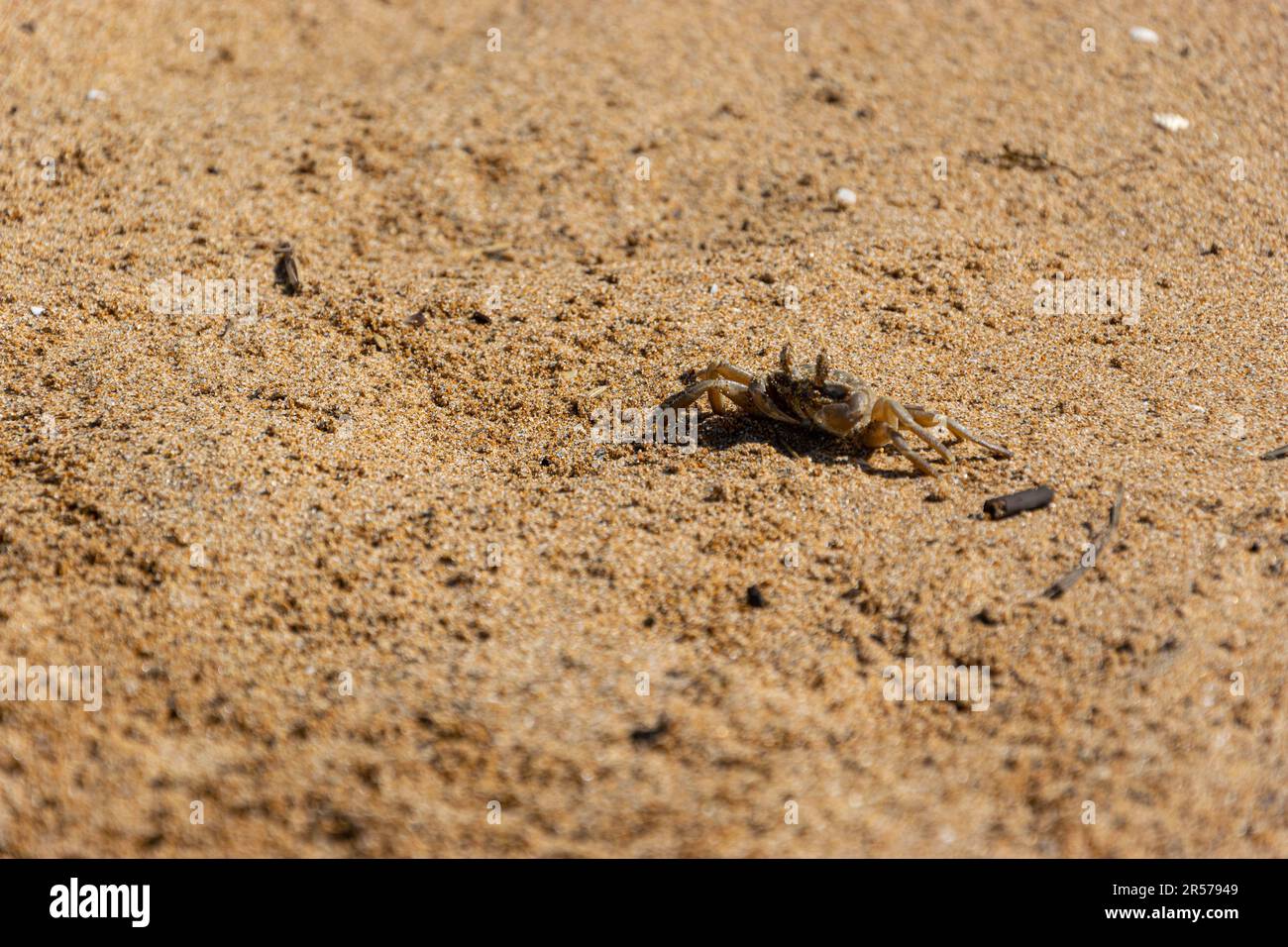 animals in their habitat Stock Photo