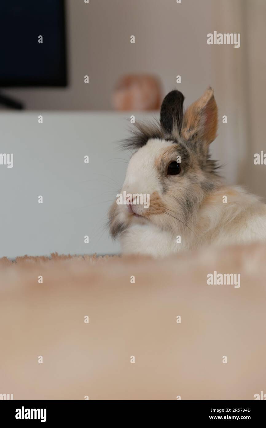 bunny in relax Stock Photo