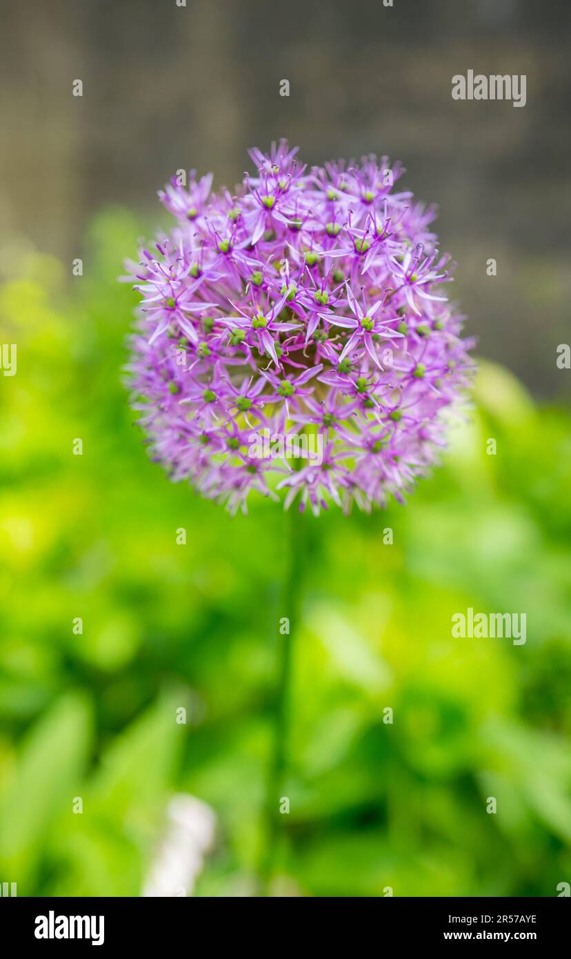 Allium plants, also known as ornamental onions in full flower Stock