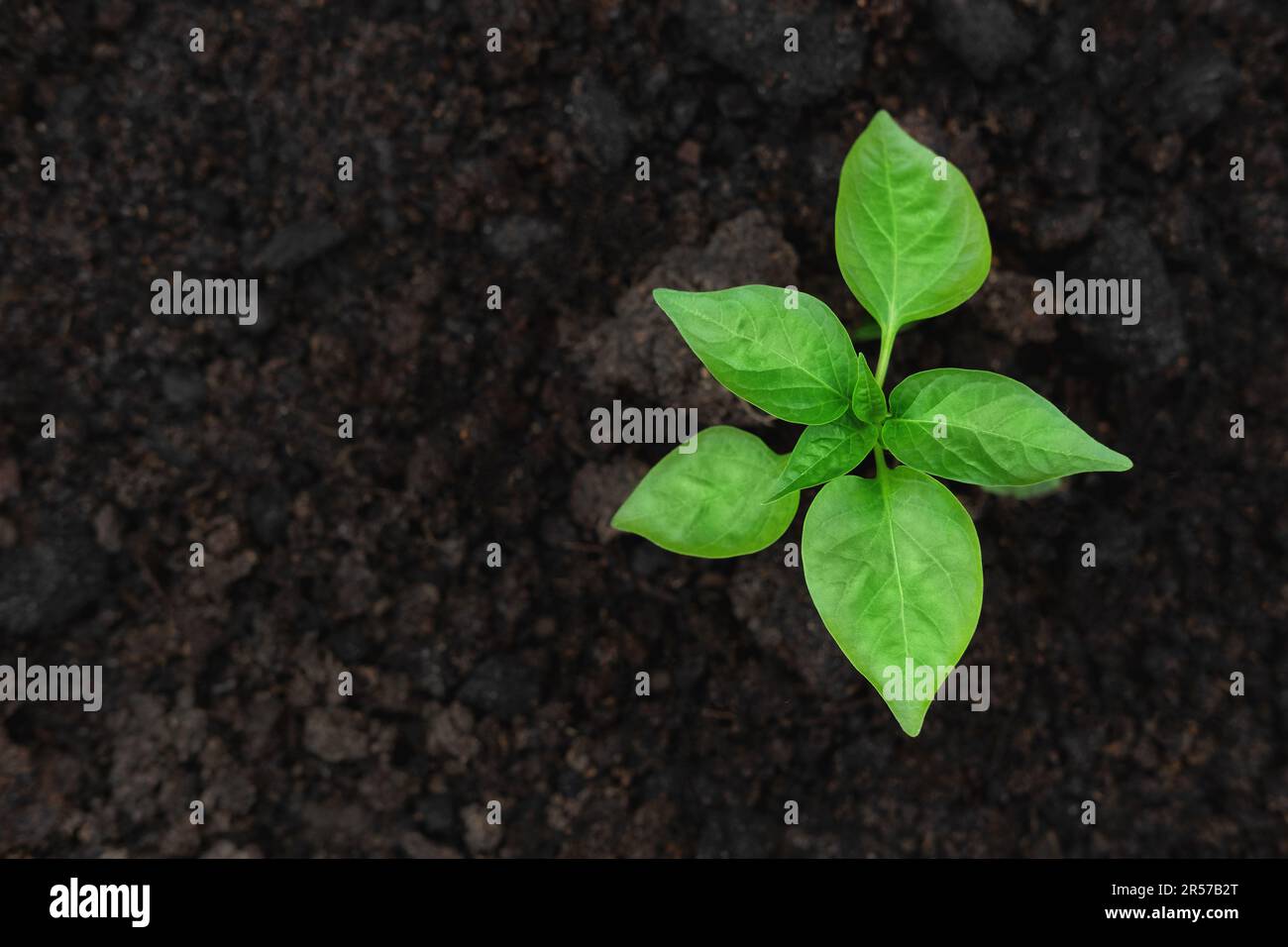 Young green pepper plant growing in a black fertility soil. Top view