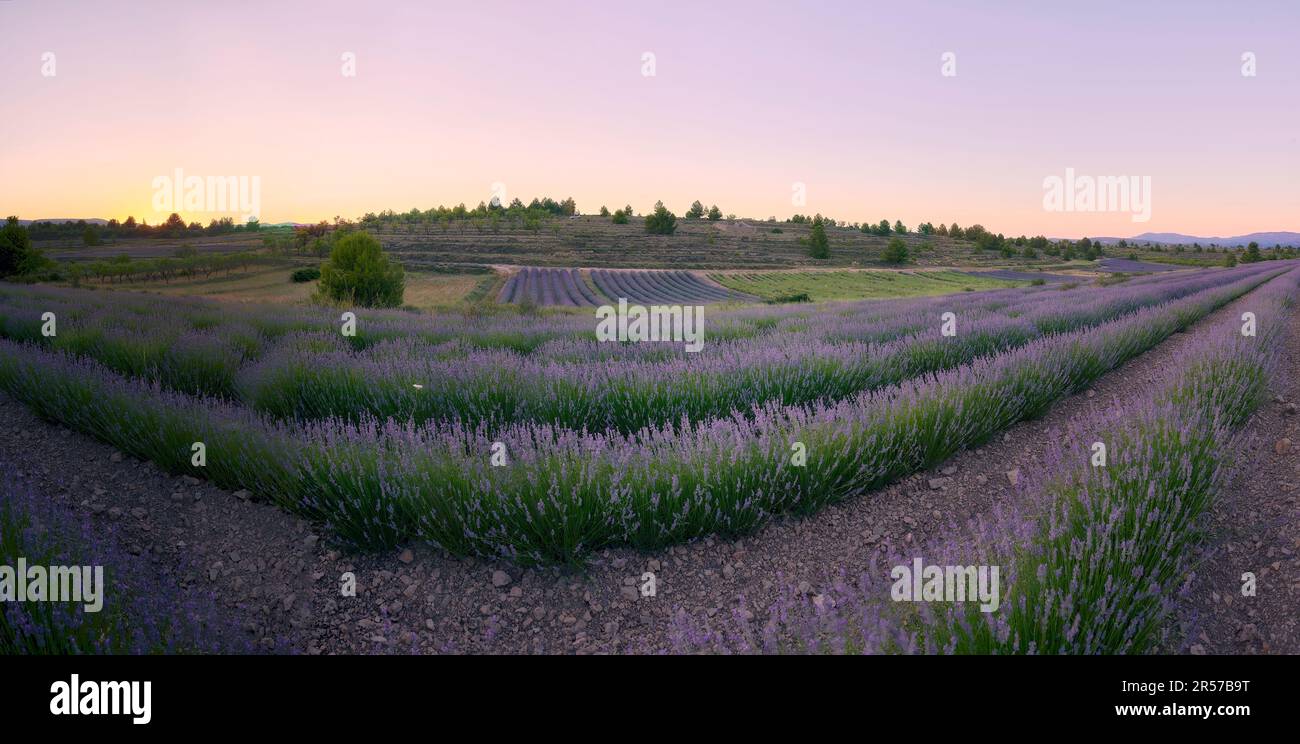 A lavender field in bloom on a sunny day. Straight lines, perpendicular ...