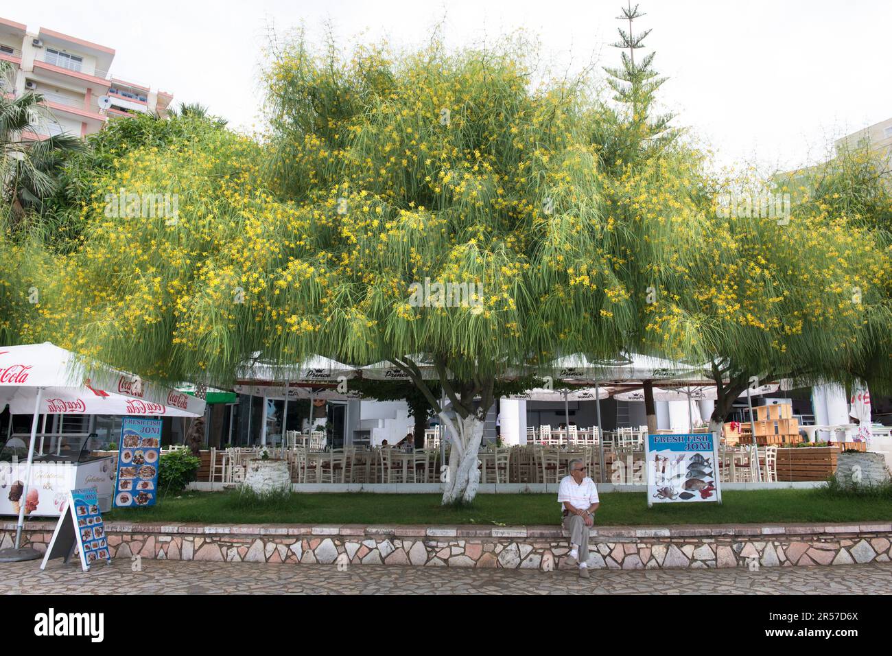 Albania. Balkan Peninsula. Sarande. Flowers Stock Photo Alamy