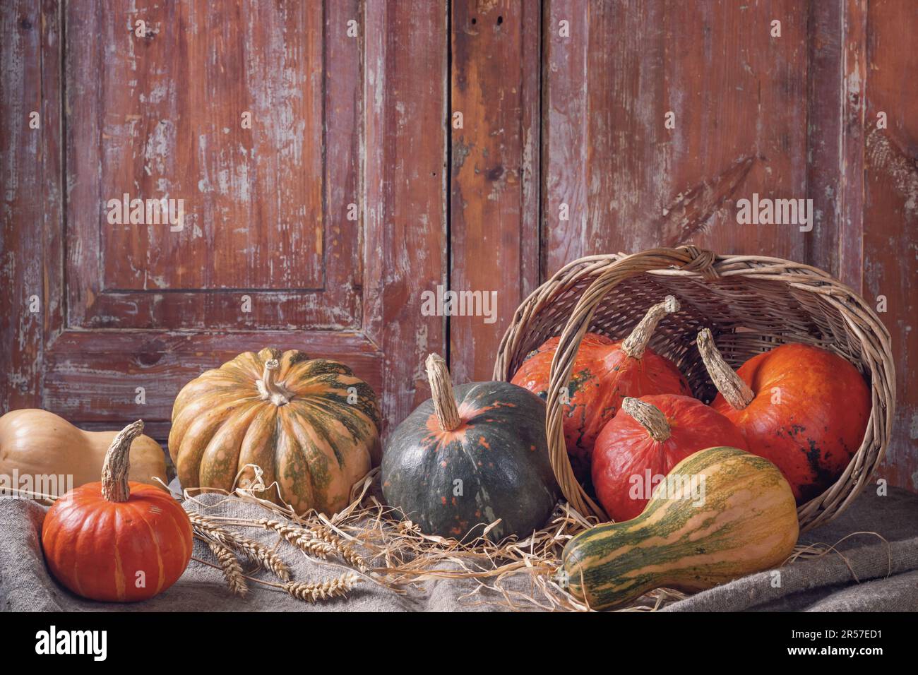 Autumn still life with pumpkin fruits of different colors and sizes in ...