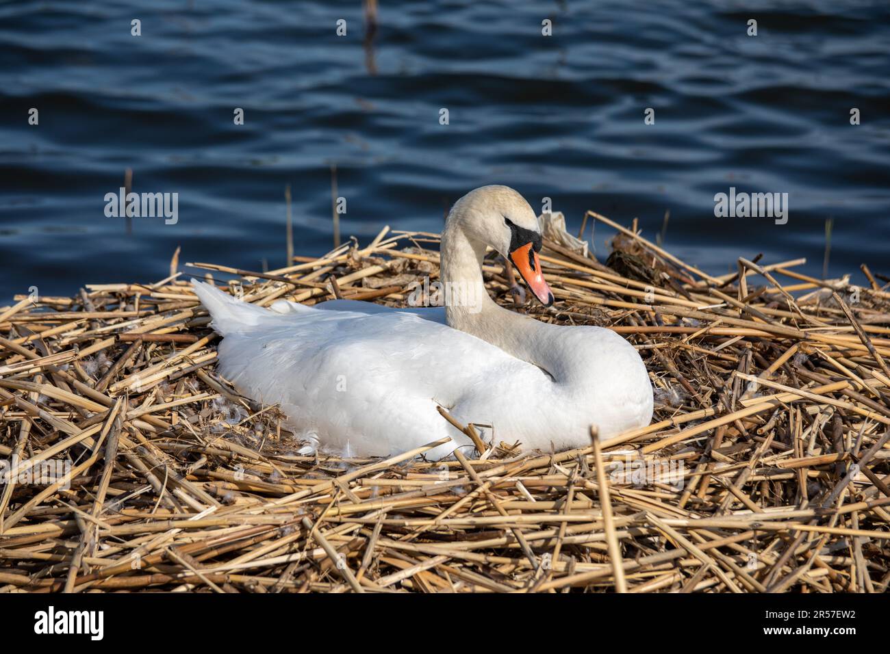 Mute swan, Cygnus olor, nesting by Töölönlahti Bay in Helsinki, Finland Stock Photo