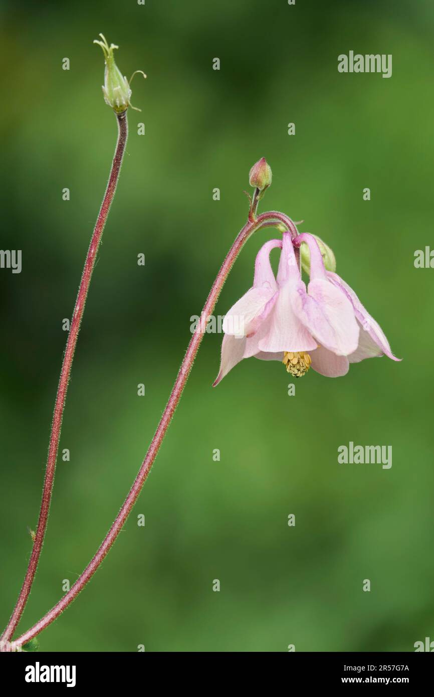 Akelei (Aquilegia vulgaris) Stock Photo