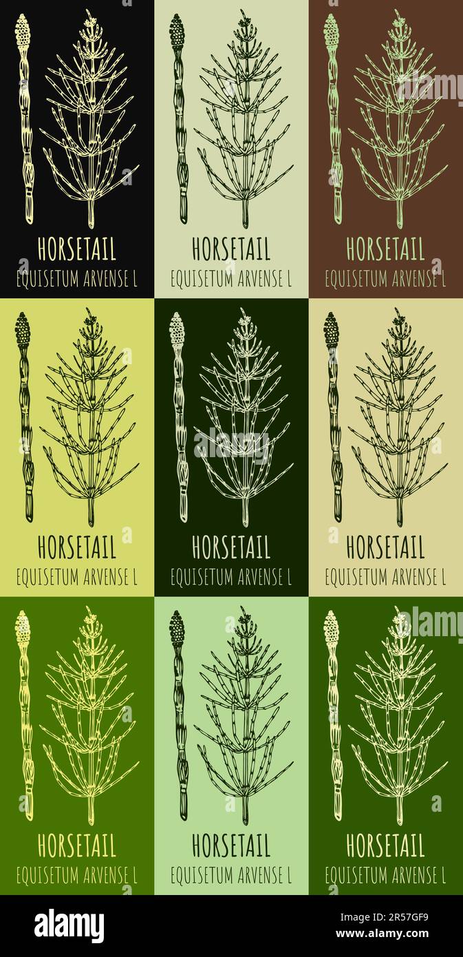 Set of drawings FIELD HORSETAIL in different colors. Hand drawn illustration. Latin name EQUISETUM ARVENSE L. Stock Photo