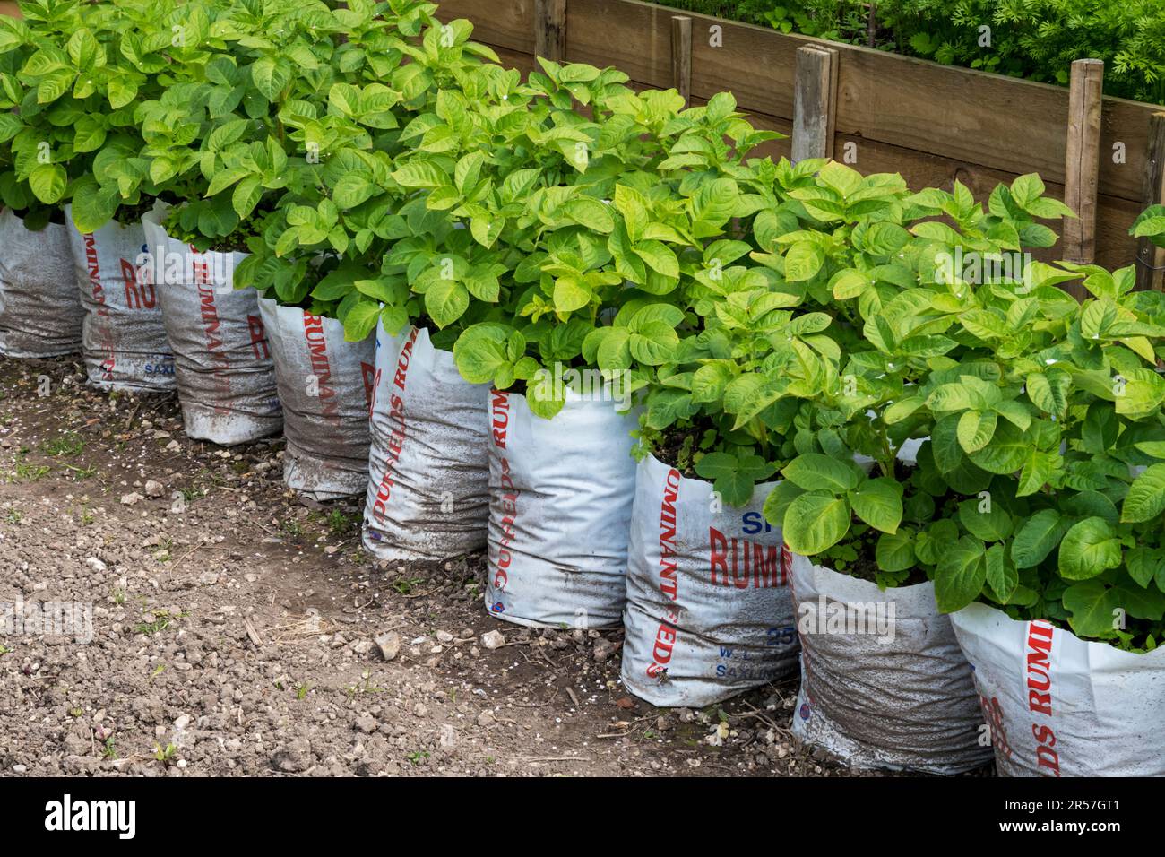Growing potatoes in plastic sacks hires stock photography and images