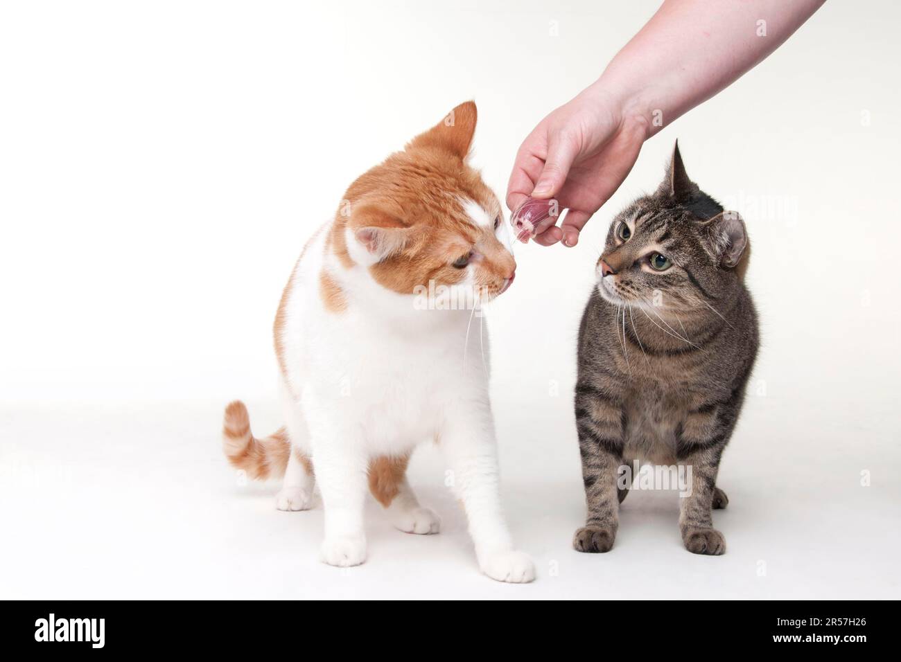 Domestic cats get treats, raw feeding, BARF, barfen, raw food Stock Photo Alamy