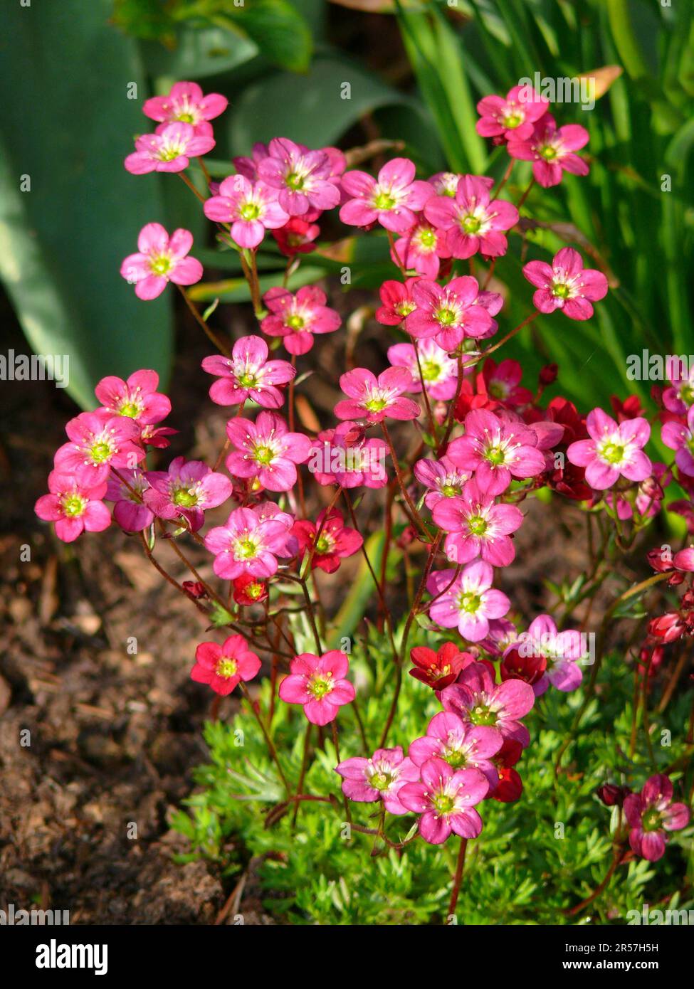 Saxifrage (Saxifraga) in the garden Arendsi, hybrid, moss saxifrage, snow carpet Stock Photo