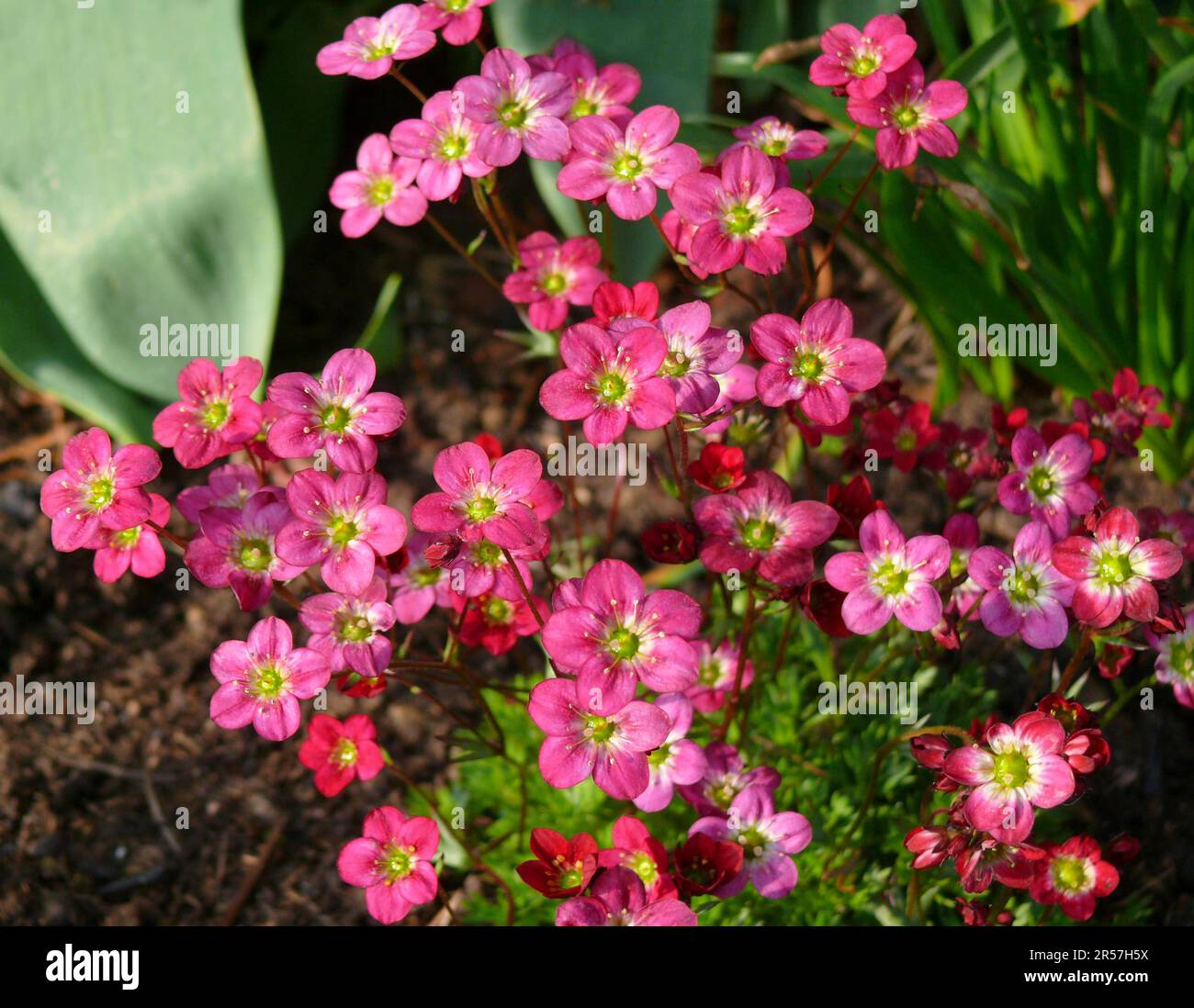 Saxifrage (Saxifraga) in the garden Arendsi, hybrid, moss saxifrage, snow carpet Stock Photo