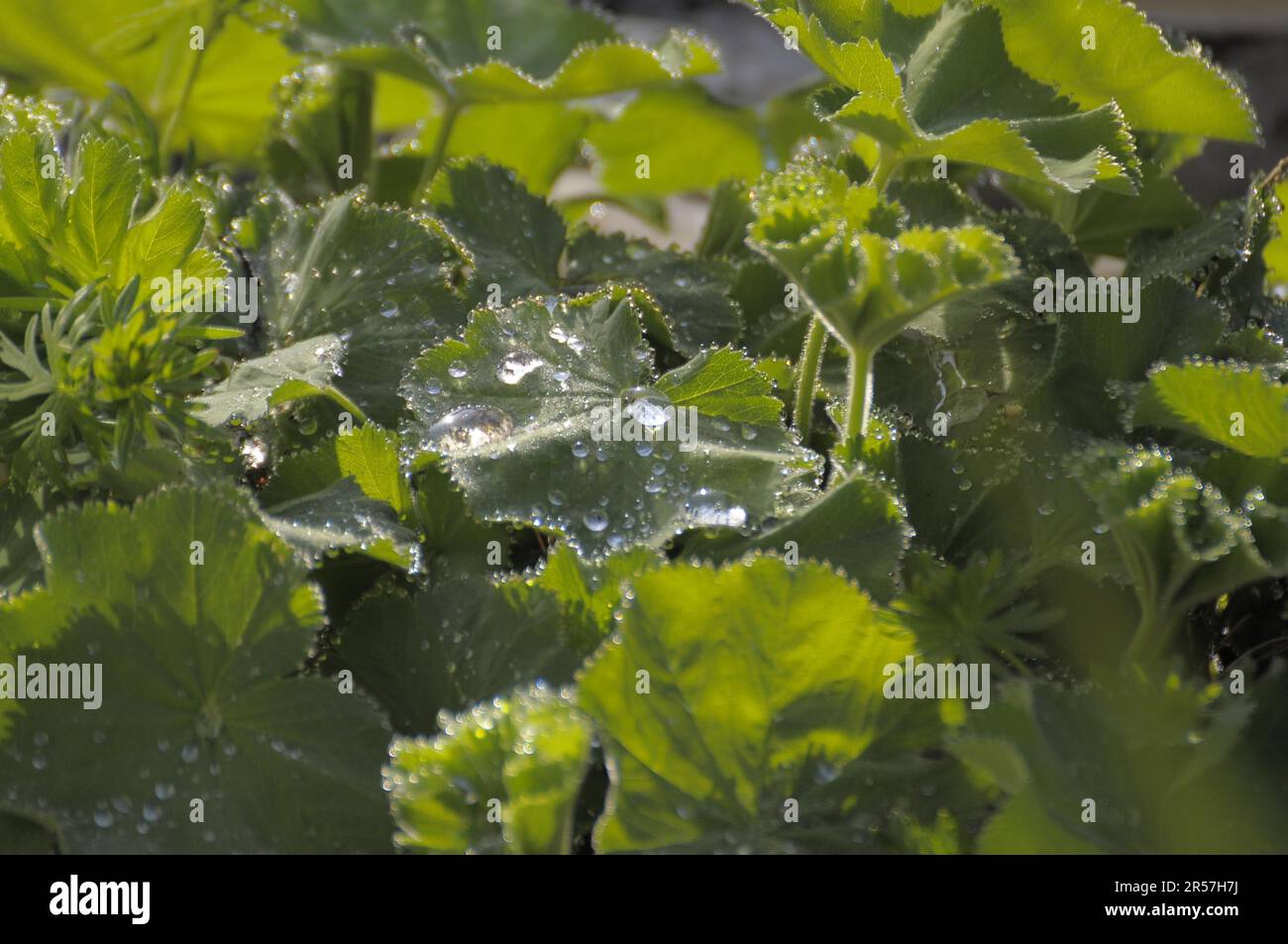 Ladys mantle wet hi-res stock photography and images - Alamy