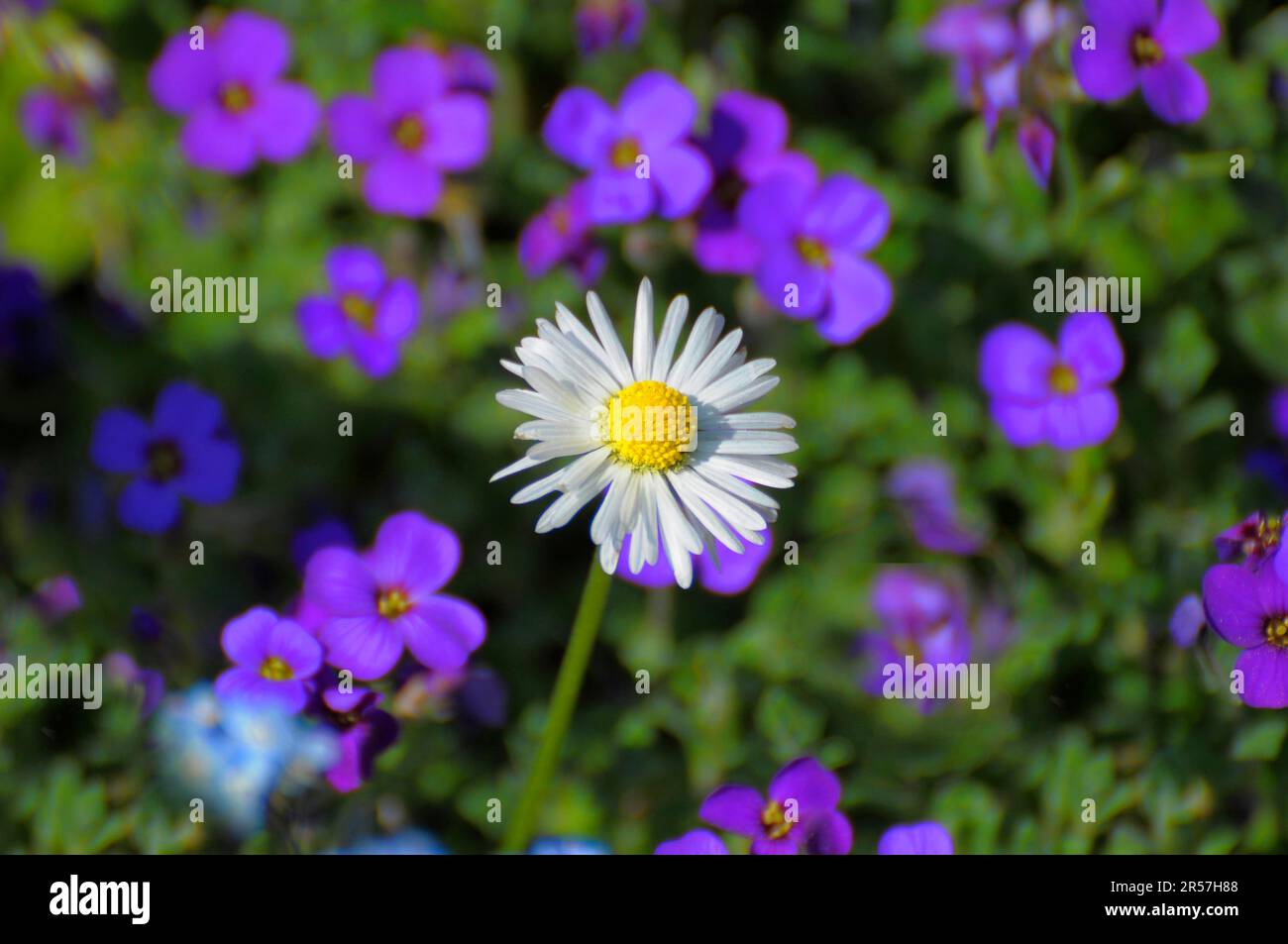 Common daisy (Bellis perennis) in Blue Cushion, Daisy, Perennial Daisy, Massive Daisy, Centaury, lilacbush (Aubrieta deltoidea) Stock Photo