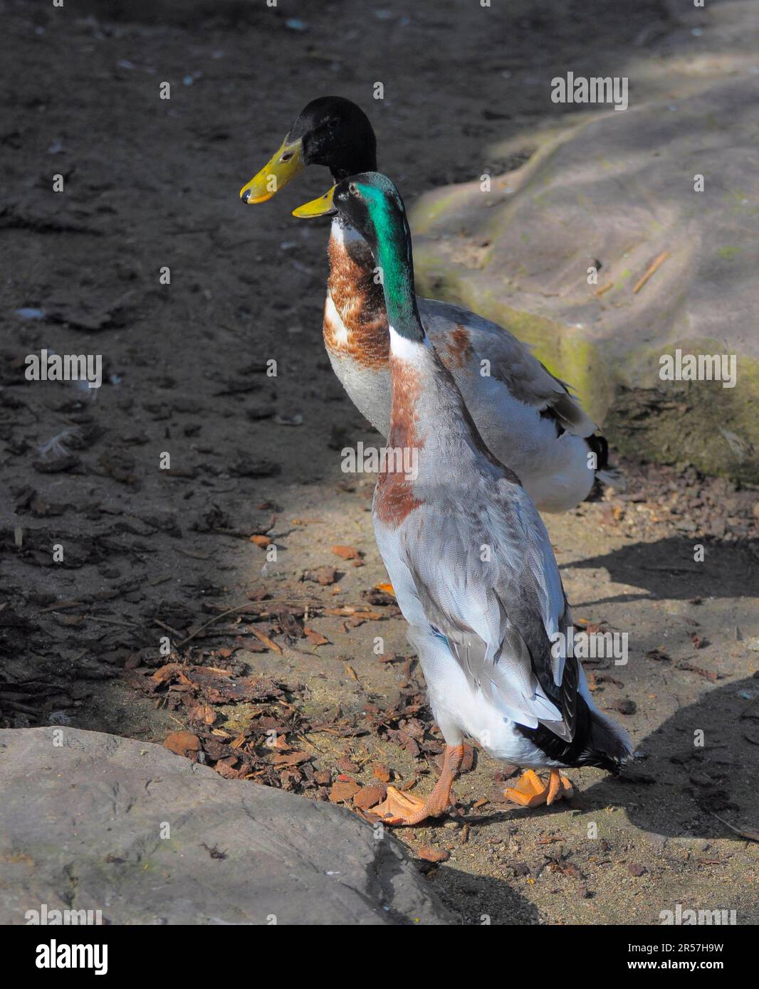 Mallard (Anas platyrhynchos), Indian Teal, Bottle Duck Stock Photo