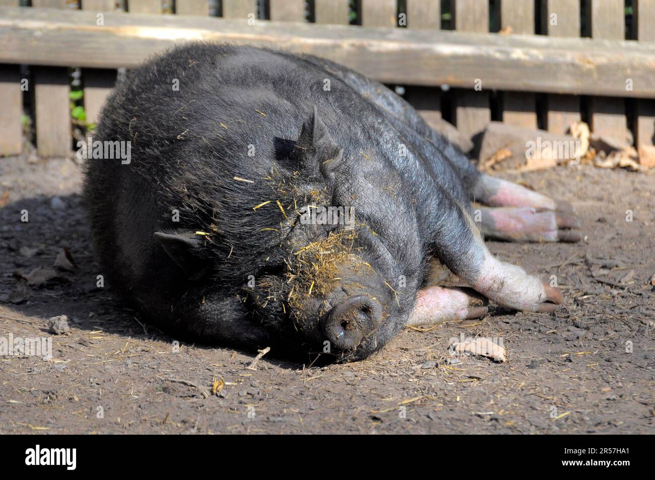 Potbellied pig sleeping, mini pig, potbellied pig, Vietnamese pot