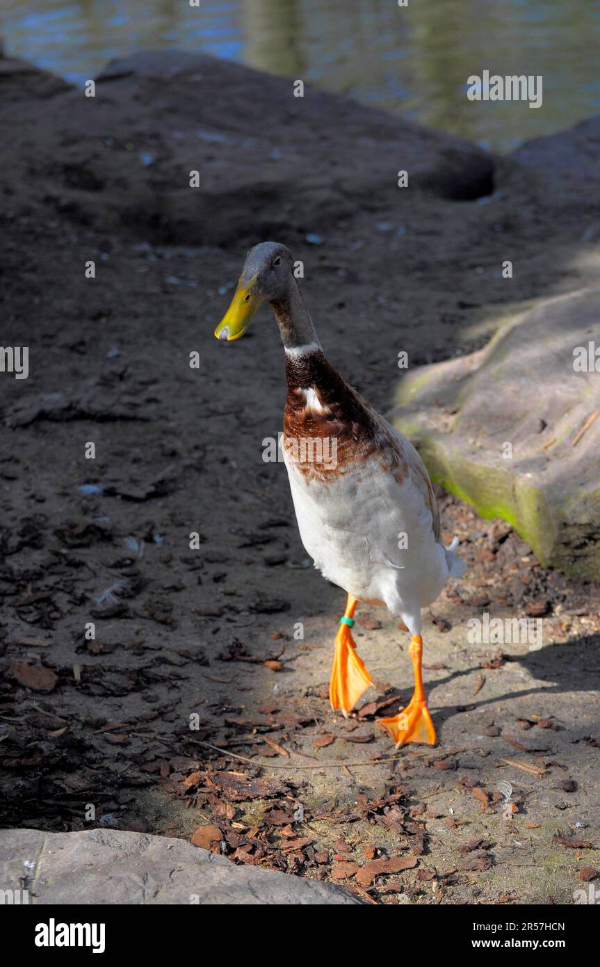 Mallard (Anas platyrhynchos), Indian Teal, Bottle Duck Stock Photo