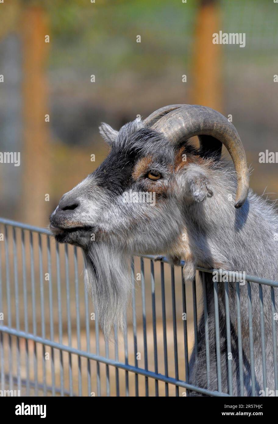 Goat in the zoo Stock Photo