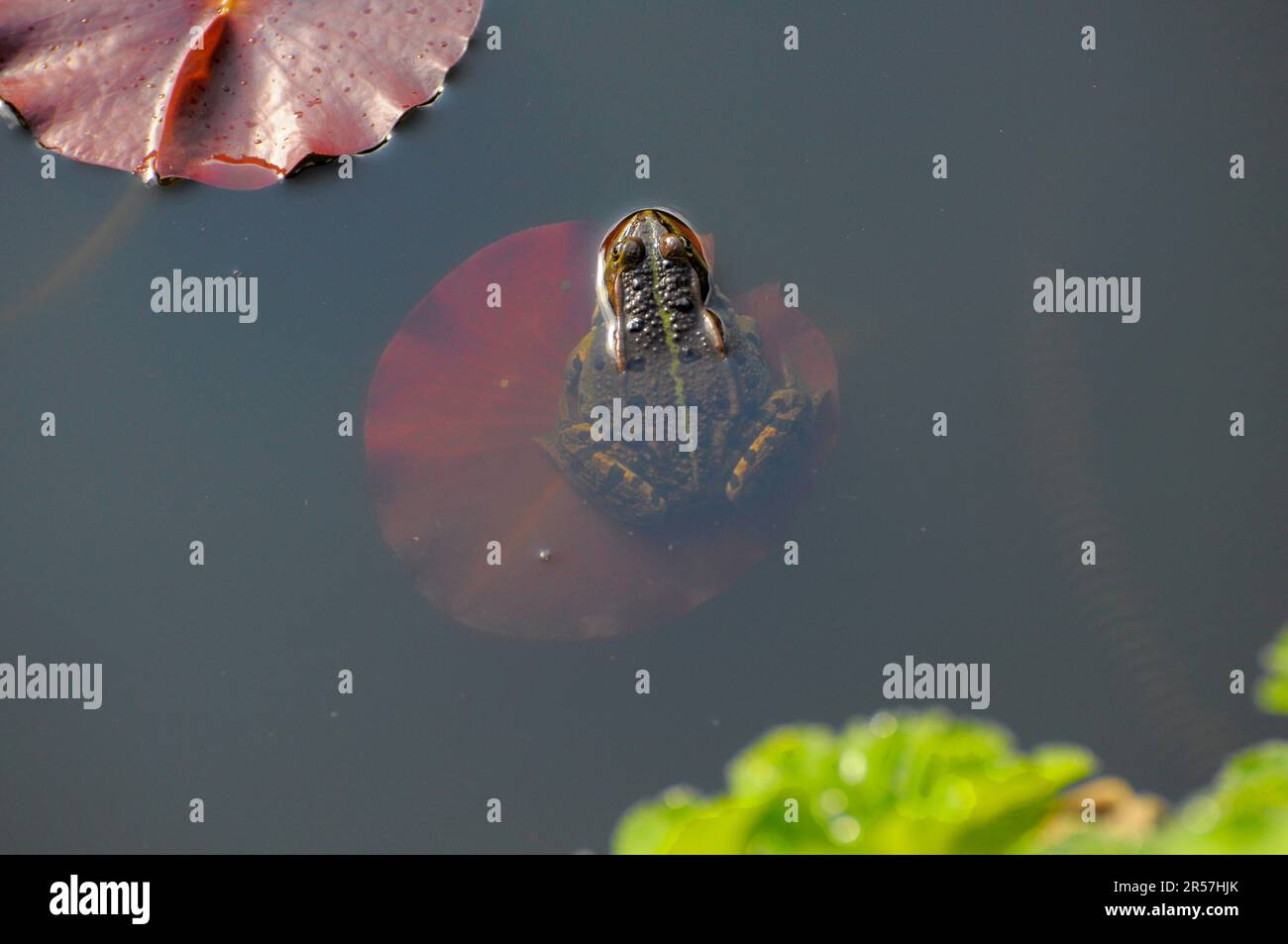 Water frog on young lily pad in garden pond Stock Photo