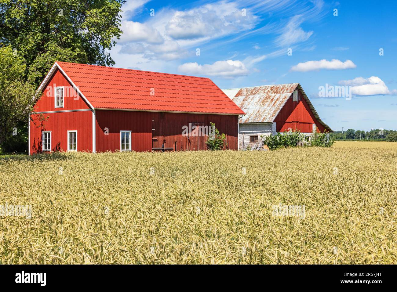 Idyllic farmhouse by a cornfield in the countryside a sunny summer day, Sweden Stock Photo