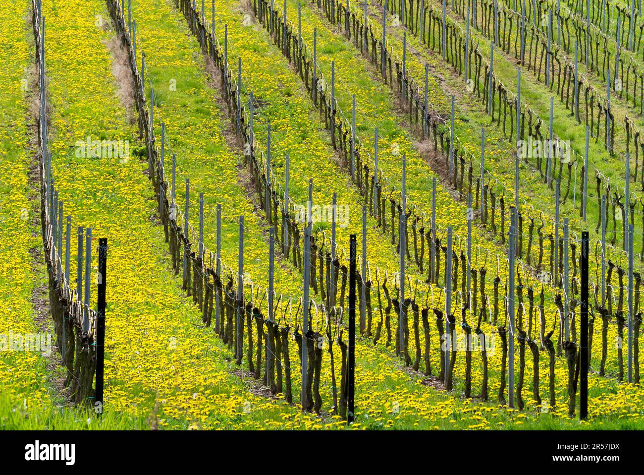 Vineyard in spring Stock Photo