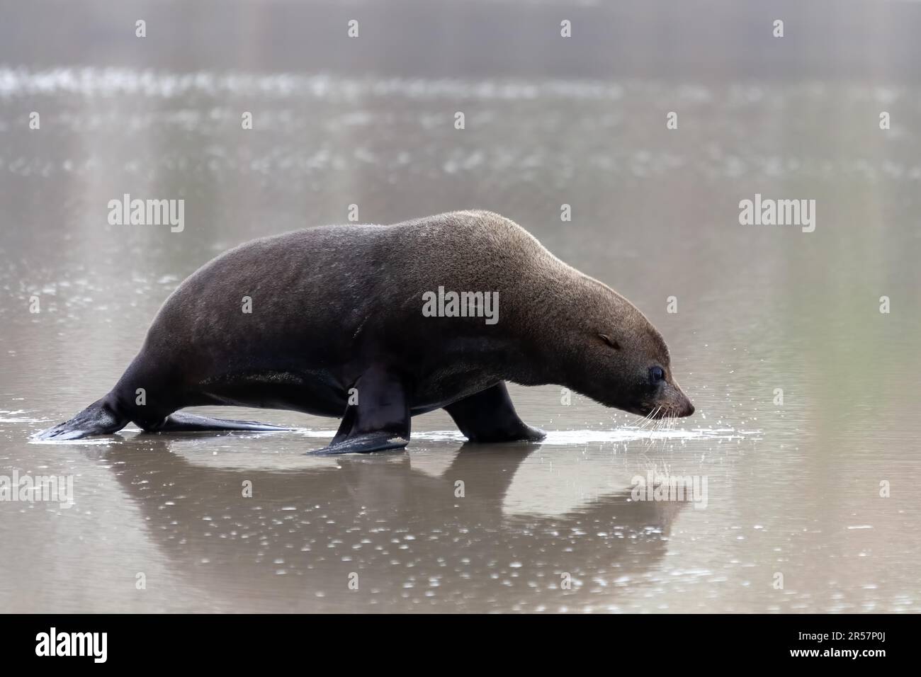 New Zealand Fur Seal (Arctocephalus forsteri) on the beach Stock Photo ...