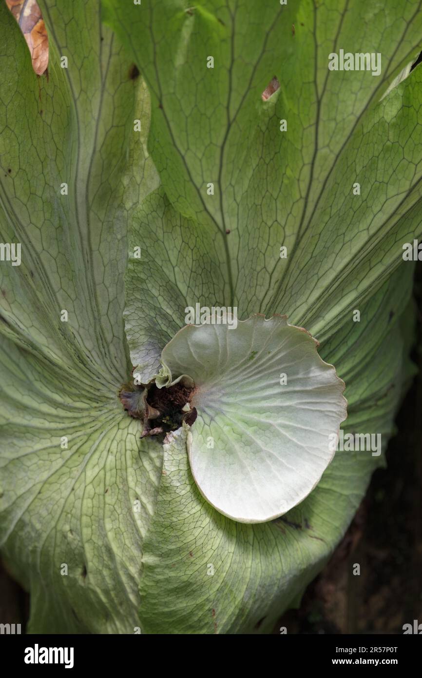 Close-up of the Leaves of Platycerium superbum Stock Photo
