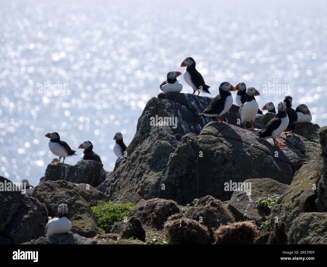 Puffins at the beautiful nature reserve at the Scottish Isle of May,UK Stock Photo Alamy