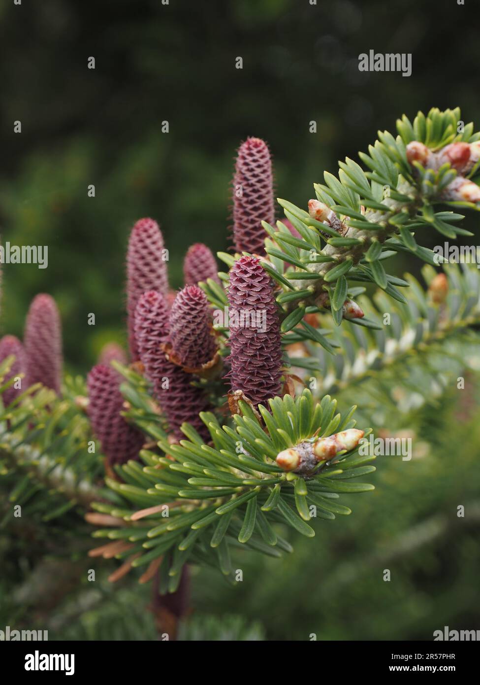 Korea fir (Abies) koreana, pollinating female cones, close up Stock Photo