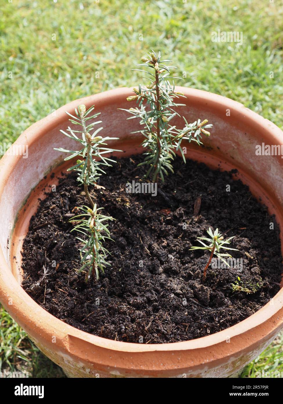 Four young Nordmann firs in a terracotta pot, growth concept, environment and conservation, beauty of nature Stock Photo